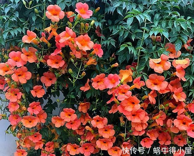 此3种花，花多易爆盆，春天只要种上1种，家里变成大花园