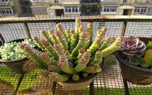 4种漂亮花，吊起来养不占地方，花开满盆，种一盆年年有花赏