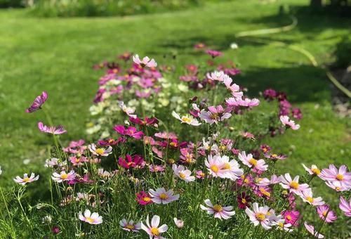 开得|用小盆养成大片花丛的大波斯菊,花朵开得特艳丽,还是要种院子