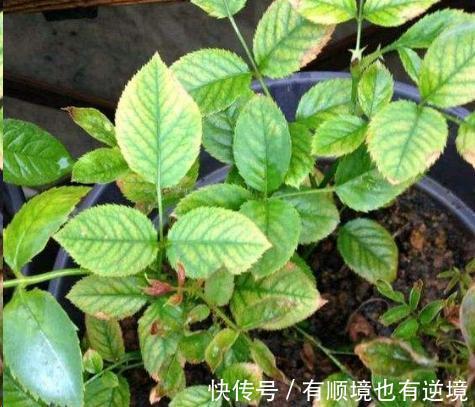 月季花杜鹃花栀子花总是养不活教你一招,连开3个月!
