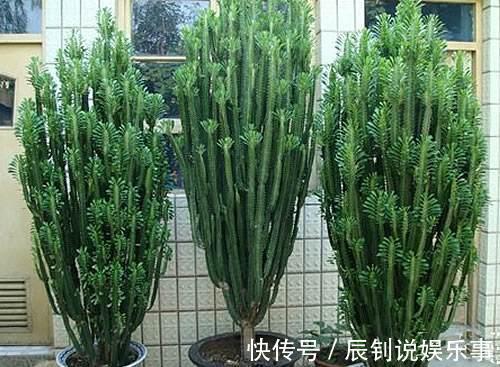 7种“富贵花”,客厅养一盆很合适,越养越值钱,能活一百年