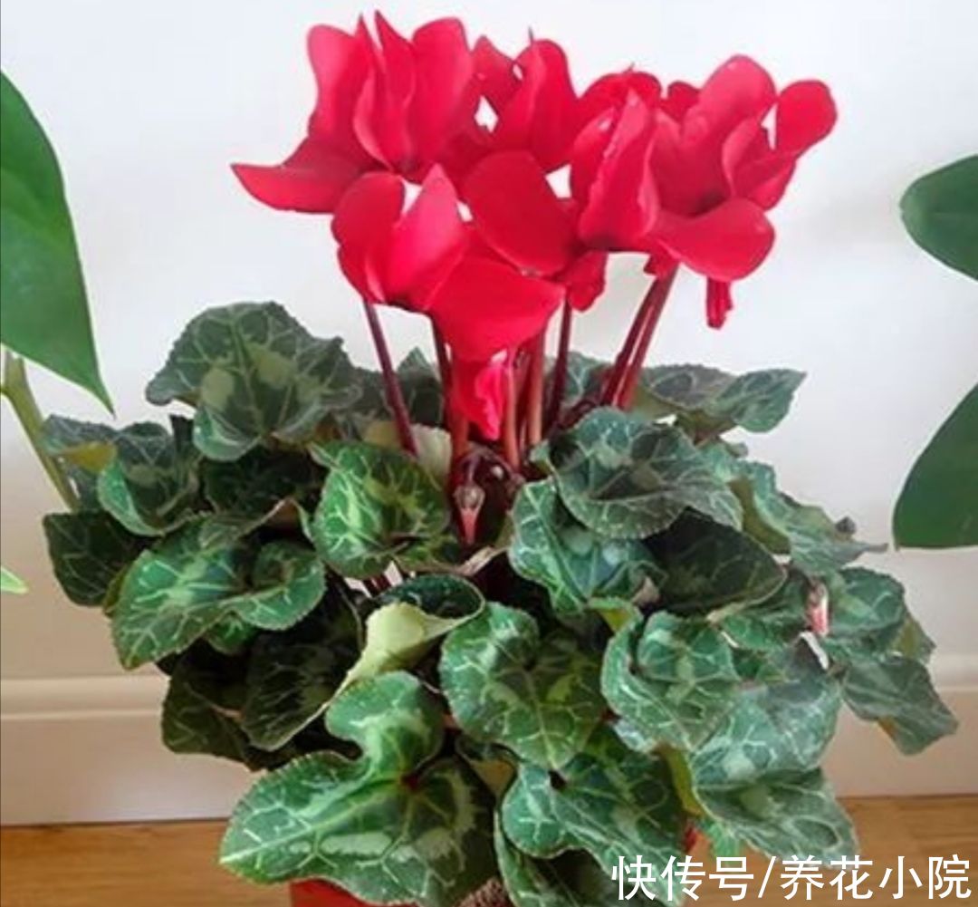 长寿花|秋天养上3种花，细心管理，春节期间就能开花