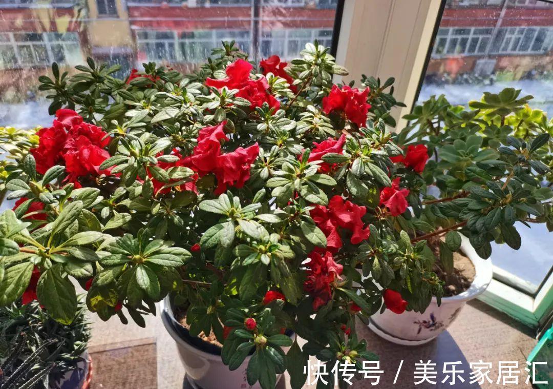 浇水|入冬修剪,这9种花,剪错不开花、杆子会枯死