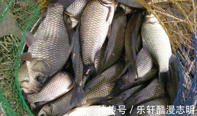 冬季用蚯蚓作钓,牢记这3个原则,用好了渔获差不了