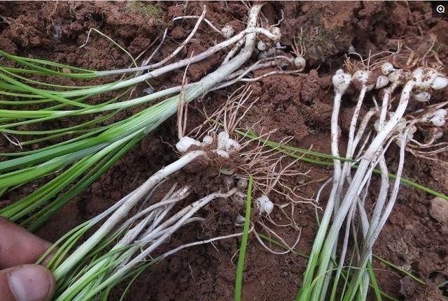 味道|农村野外常见,能温补助阳却被视为杂草,太可惜了!