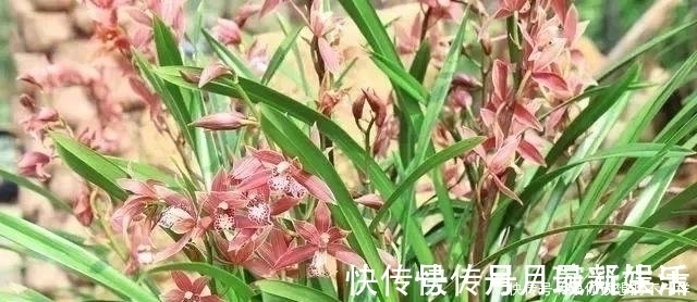 叶片|兰花有“三喜三怕”，顺着它养护，顺利春化，独苗绽放层叠群兰