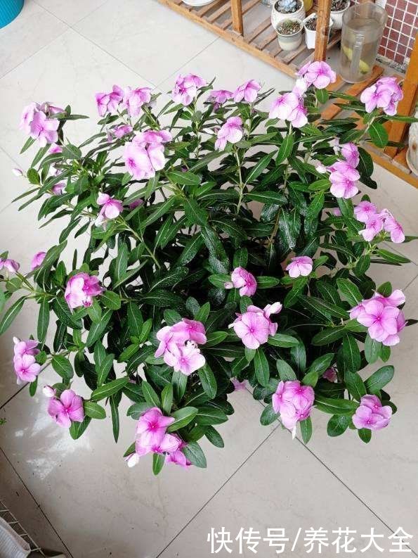 一种花名叫“天天开”，修剪一下，还能长成小花树