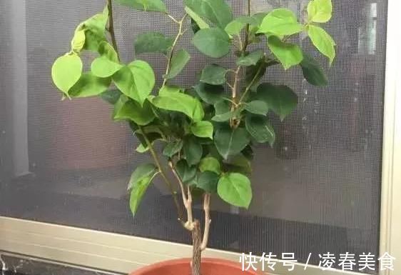 虎皮兰|这16种花冬天越浇越死,3个月不管,反而长高个