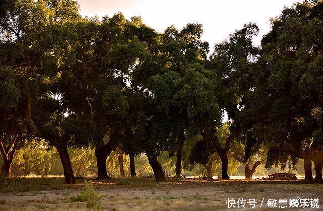  见过不要脸的人，那你见过不要“脸”的树吗？