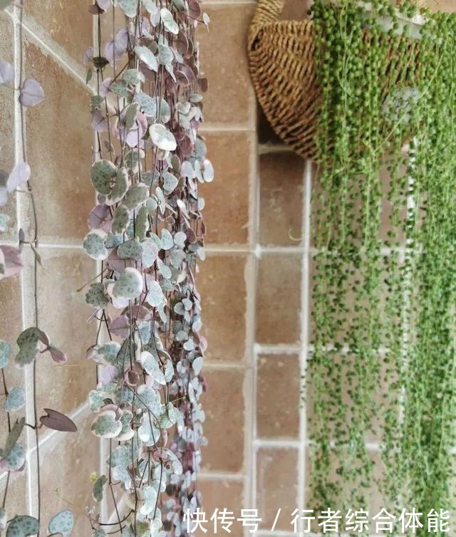 一方阳台,一方多肉,我的生活和姿态!一方阳台,一方多肉,我的生活和姿态!