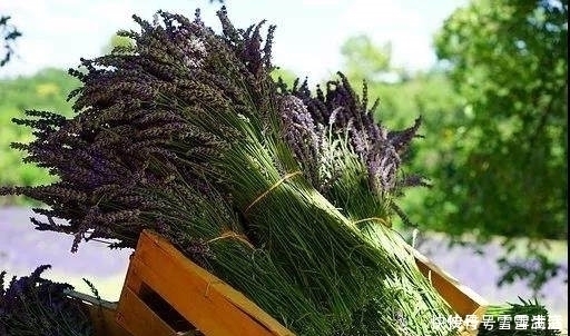 薰衣草|枕头里塞点它，治失眠降压又清热！试上一个月，效果你意想不大