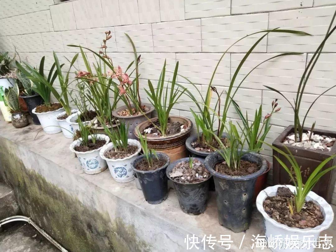 柳枝|它是天然“生根剂”，给花浇一点，根系壮猛发芽！