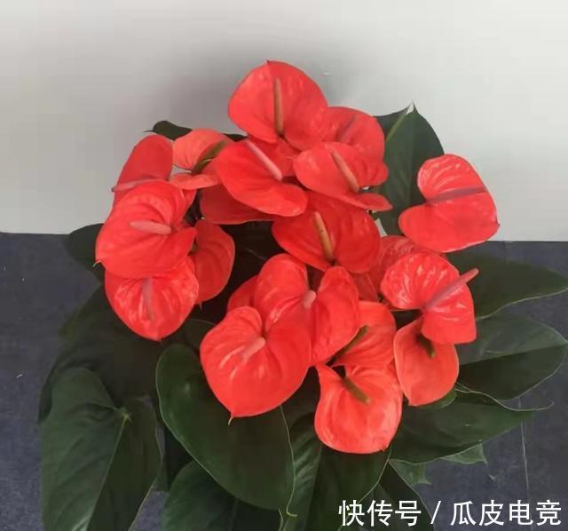 散光|这4种漂亮的花，有点散光就能开得灿烂，天冷也不怕