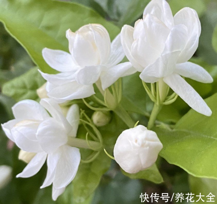 茉莉花|2种难养的花要注意，一不小心全挂掉，快来避坑