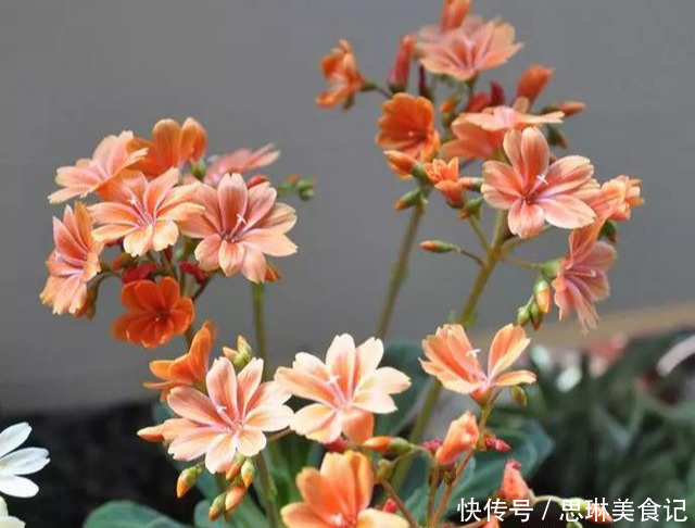 这花像长寿花一样好养,全年不间断的开花,太美了