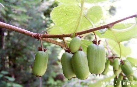 东北农村的这个小野果,要想摘到它得费一番功夫,真是解馋又养生