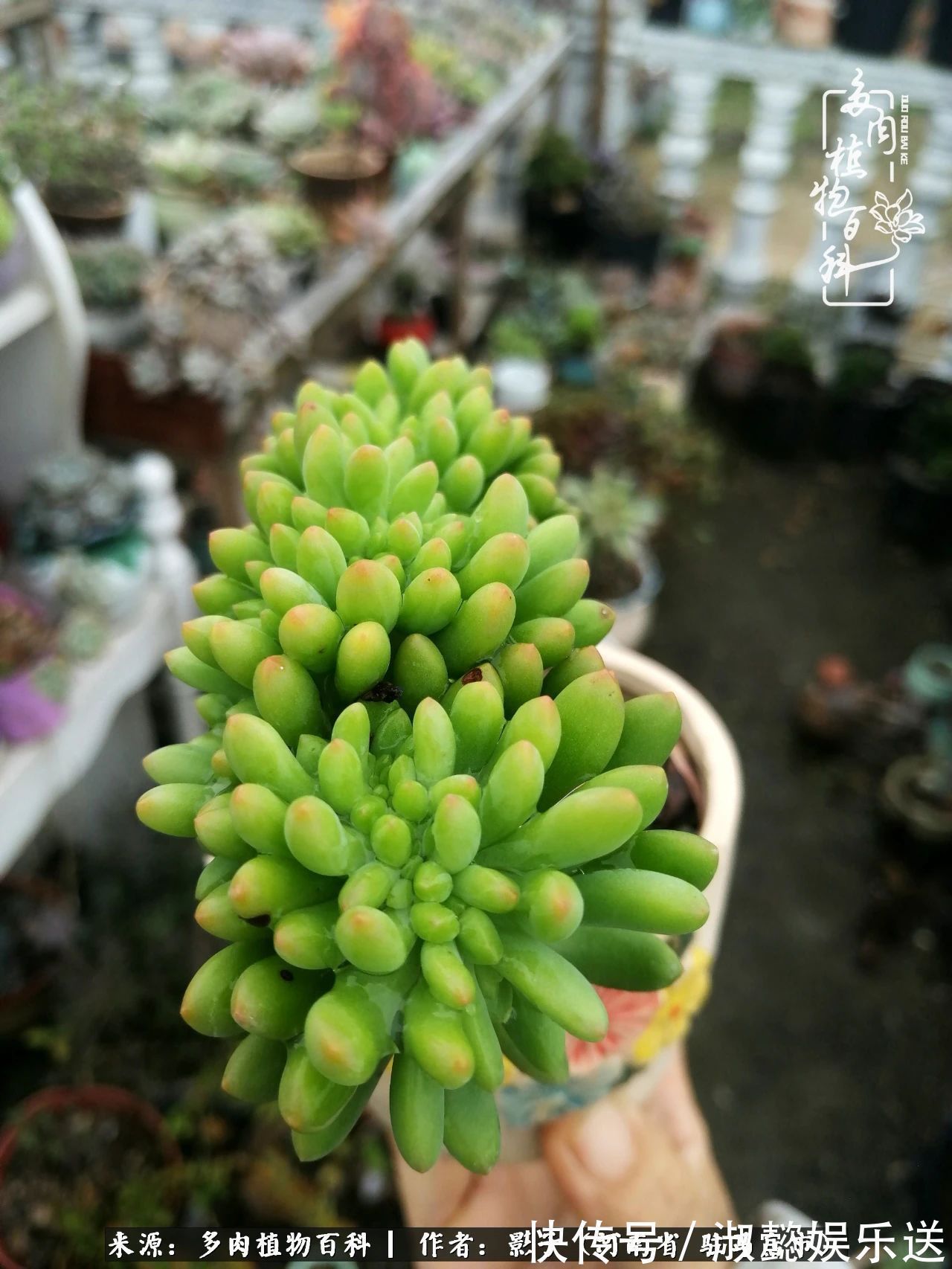 漂亮|被风雨洗礼的多肉越来越漂亮了,忍不住又往坑里跳!