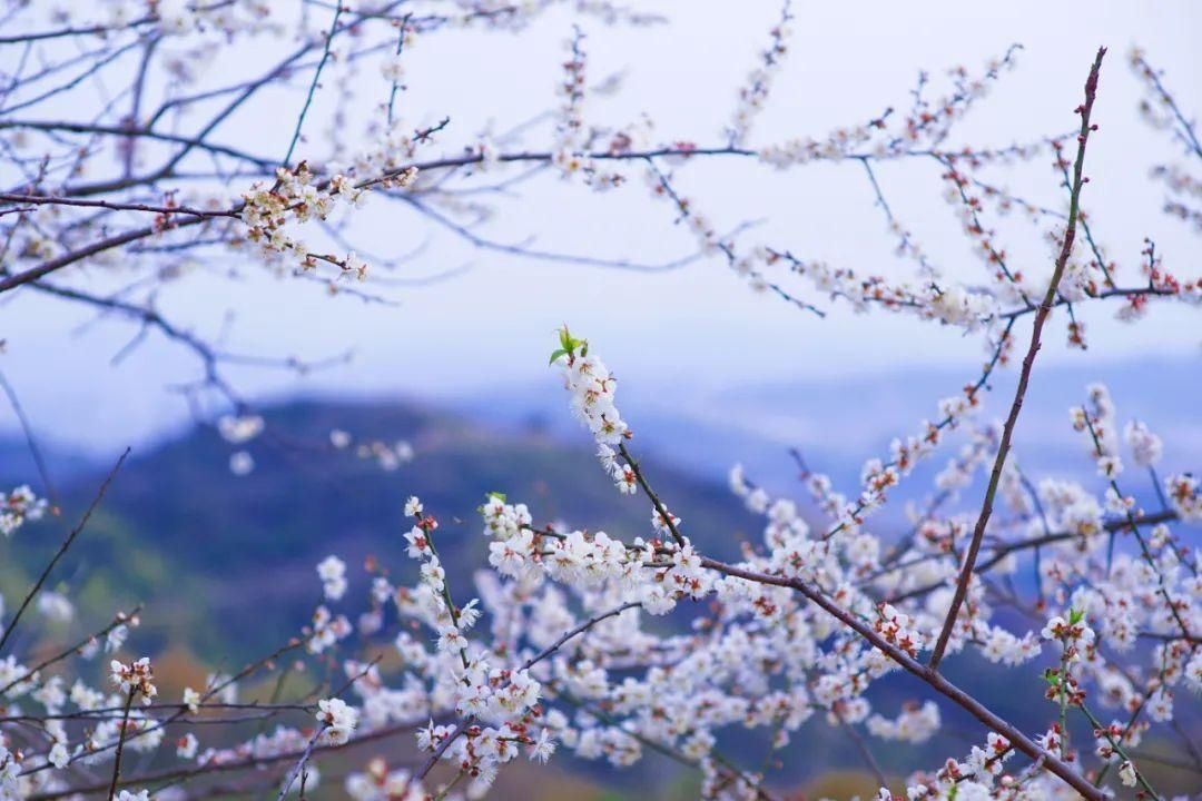 湖北人|春节，韶关人的赏花地图