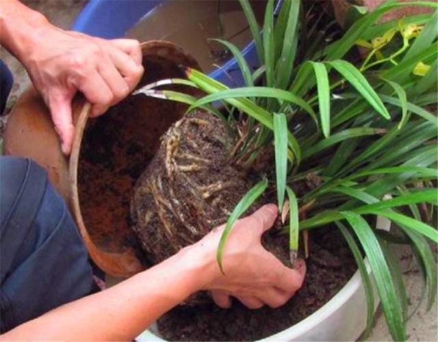 三伏天养花,6个“坏毛病”戒掉,植物安全度夏,越长越旺盛