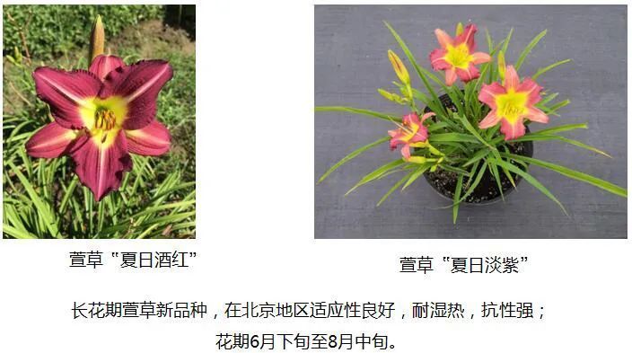 這條路上的花壇 大有深意 中國熱點