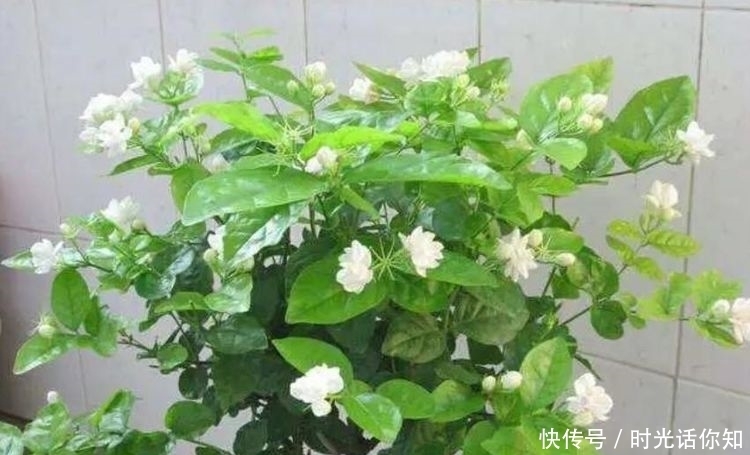 几种花卉仙气十足,养在阳台最合适,漂亮上档次