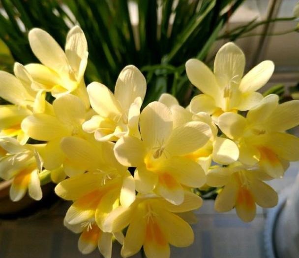 香雪兰|闺蜜到我家,发现一种花,爱上了它,15元买一盆,那叫一个“香”