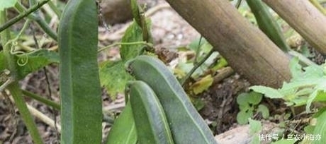  农村的稀罕蔬菜，好吃却没几个人懂做法，烂地里也没人采摘