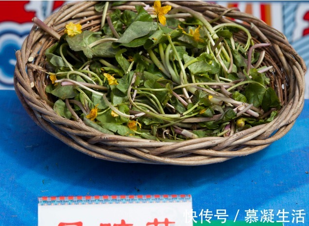 吃法|68种野菜图片，教你认识不同的野菜和吃法，你想要的野菜这里都有