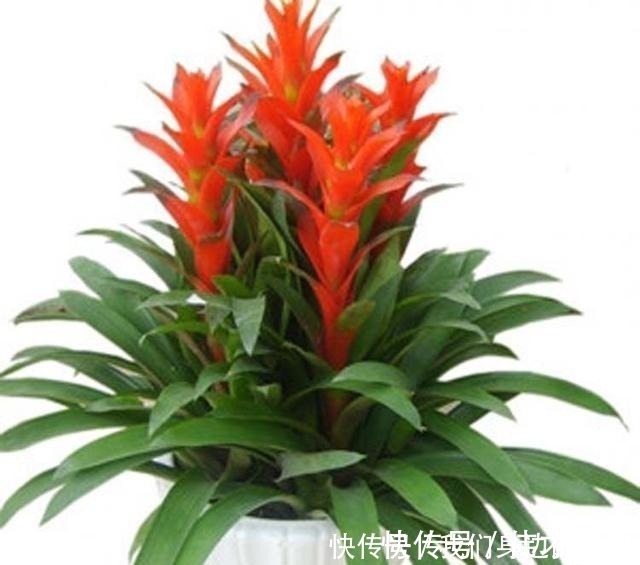 这6种盆栽不用买,水果吃完丢水里泡7天,30天后乐开花!