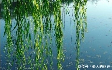 这十首咏柳诗,都是名家经典,记不住也要读一遍