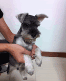 |搞笑动图：看你这么热情，本猫神就跟你握个手吧！