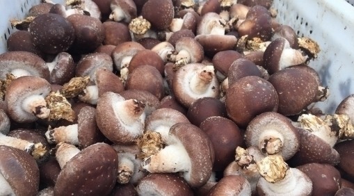 良心菜贩透露：买香菇时，看到“3种”扭头就走，我们自己都不吃