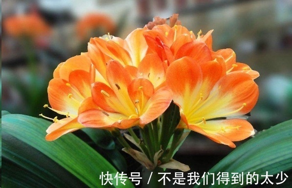 家里的君子兰一浇水就烂根掌握这点浇水技巧,只长花不烂根!