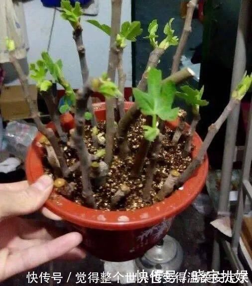 扦插|路边“3种树”，见了掰个枝，插盆就生根，做成盆景，寓意吉祥