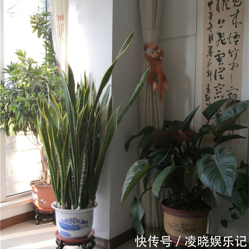 7种漂亮花,寿命长,颜值高,好养活,客厅养一盆,活了几十年