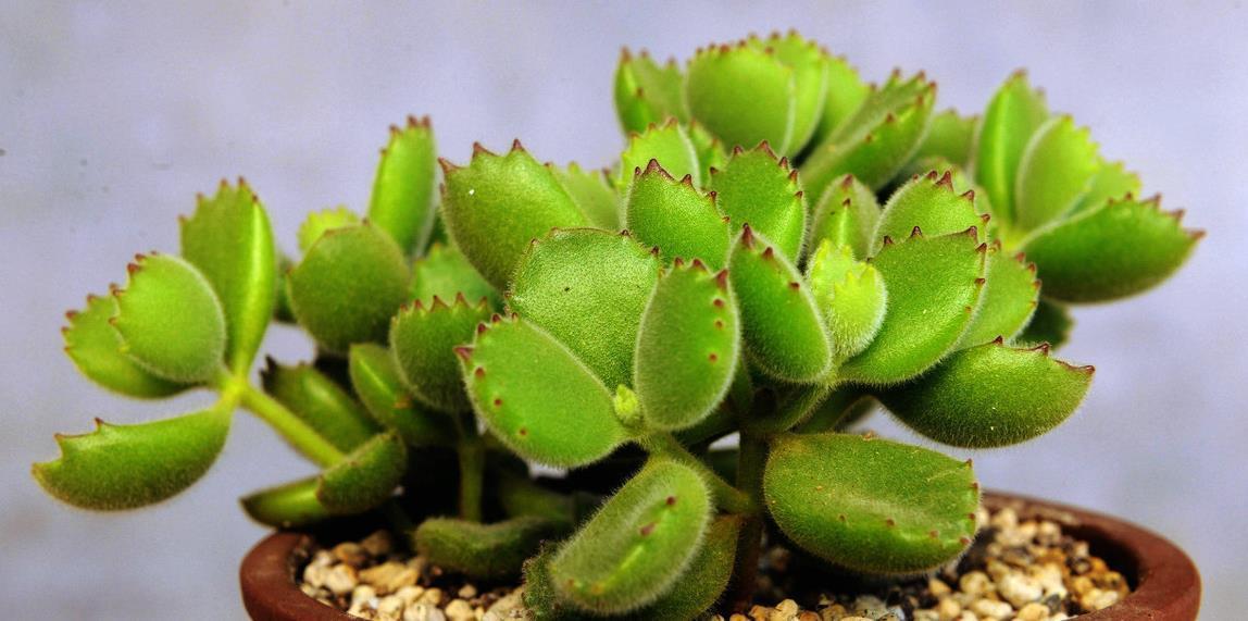 带你来认识萌翻了的熊童子