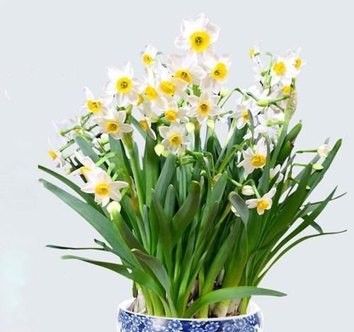 六种花从年前开到年后,花开灿烂、芬香四溢,喜庆又吉祥