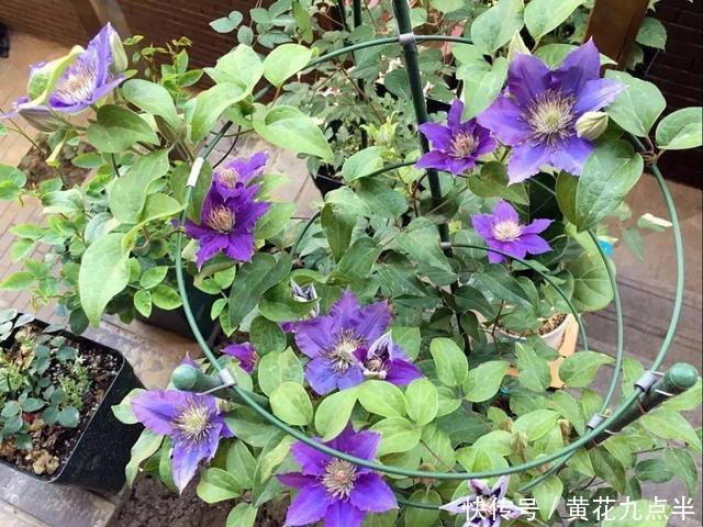 1种花现在剪，芽窜得更多，开出整面大花墙