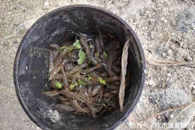 农村|农村大叔钓白条鱼，一小时为何能钓一桶？