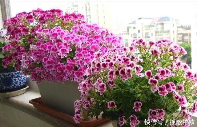 欧洲最流行的阳台花卉，花色艳丽，三季开花，极易爆盆，养花选它！