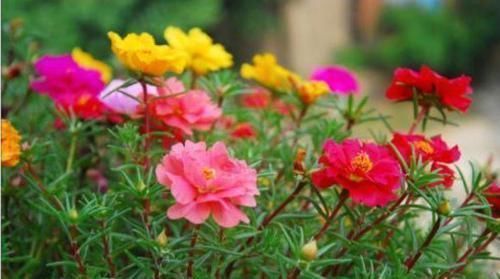 家里阳台养此款花,花开爆盆美如花,枝头窜满花苞,成一片花海
