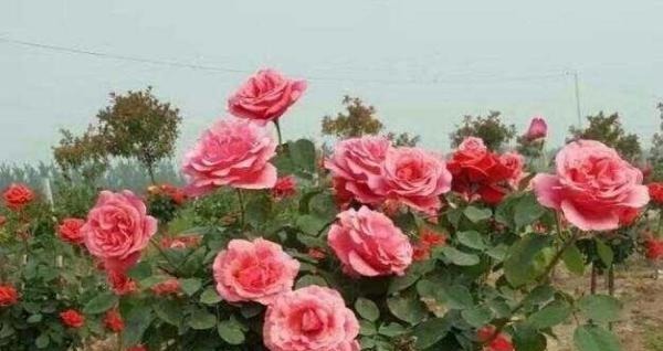 少抽两包烟，也要种此花，一年花开280天，一株开三色，埋土就活