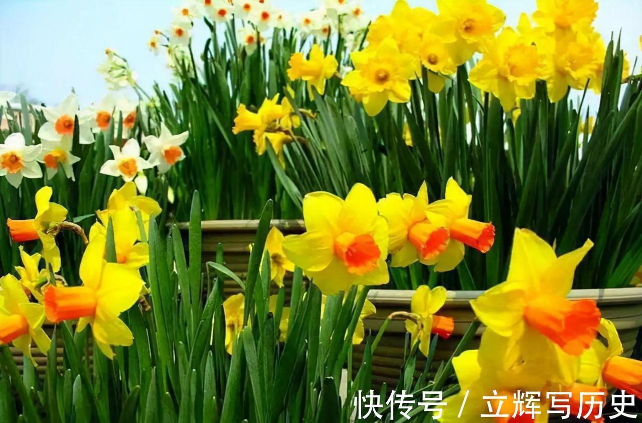 16种花被誉为冬日里的“开花机器”,喜欢就可以养起来,又美又香