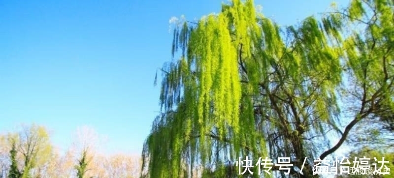 这首诗@杨万里这首诗清新脱俗,表现手法更是高超,成为宋诗里的咏柳名篇