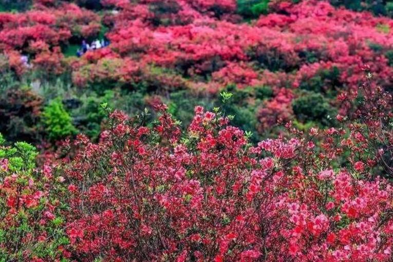 元宝山|广西一“高颜值”公园火了，方圆250平方公里，被称“柳州明珠”