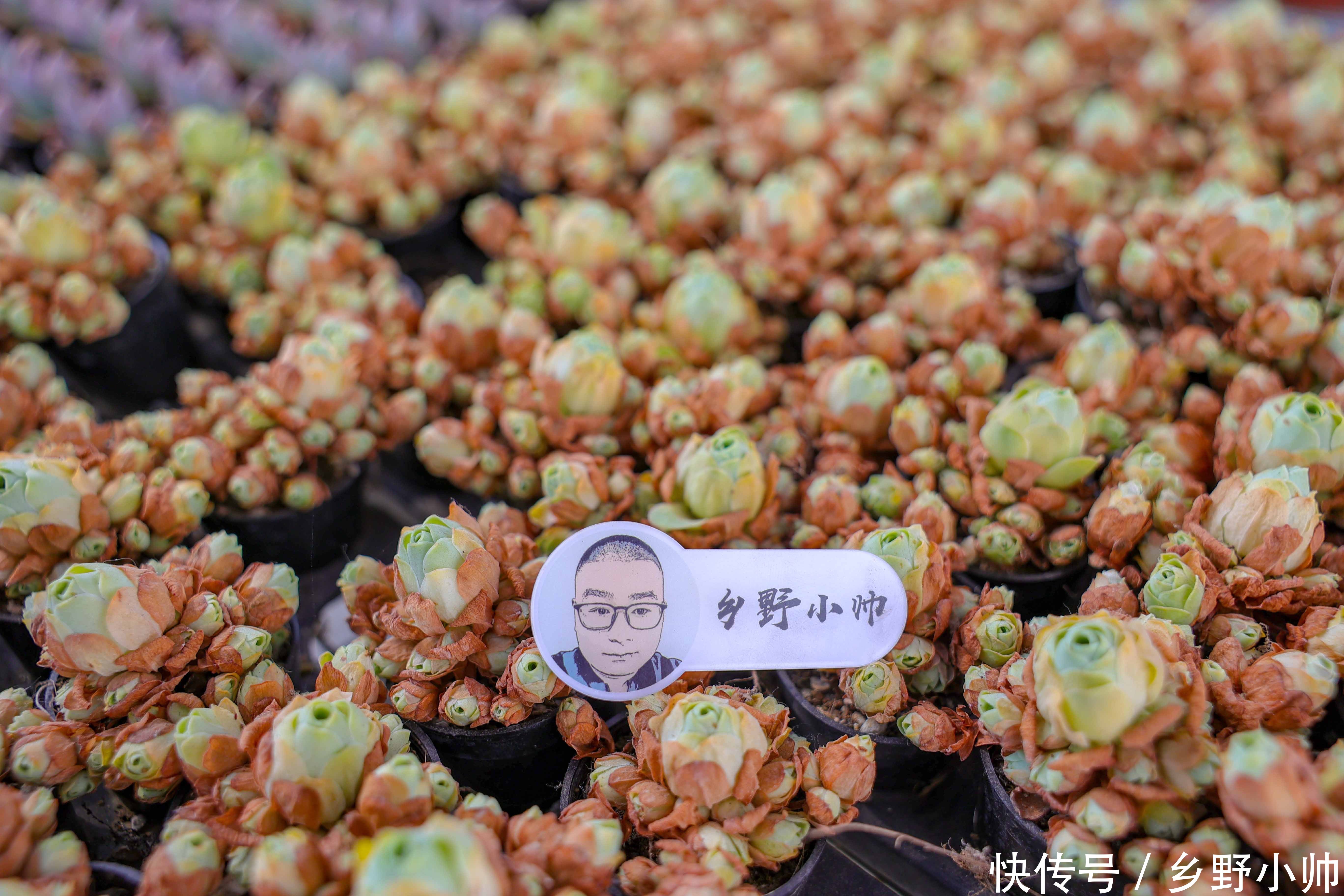 营养土|多肉配土第一课,小帅详细介绍多肉土的作用与特点,一起听听吧