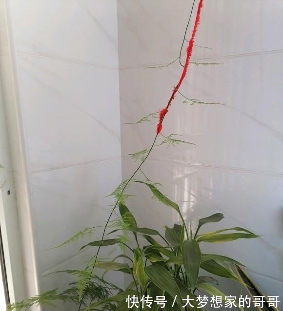 文竹不好养，不如养云竹，形状更好看，层次感十足，很好养