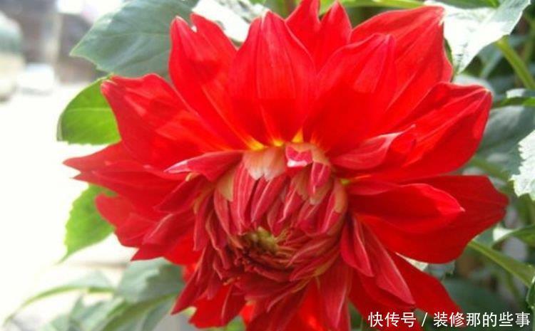 4种花,不仅名字超好听,花更漂亮,给点水就长得好,开花不断!