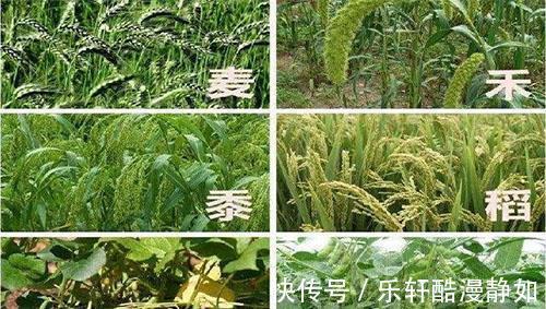 黑芝麻|五谷雜糧應該如何搭配著吃