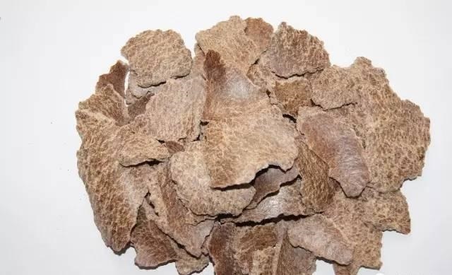 出门捡点养花“大补肥”,一分钱不花,绿萝君子兰长得“绿油油”